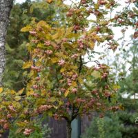 1321_9657_Sorbus_vilmorinii_vilmorini_pihlakas.jpg