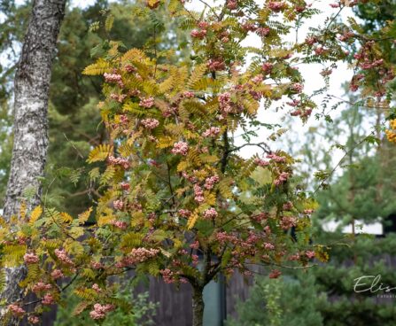 1321_9657_Sorbus_vilmorinii_vilmorini_pihlakas.jpg