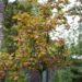 1321_9657_Sorbus_vilmorinii_vilmorini_pihlakas.jpg
