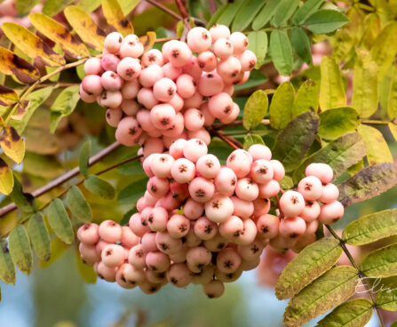 1321_9662_Sorbus_vilmorinii_vilmorini_pihlakas._3.jpg