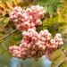 1321_9662_Sorbus_vilmorinii_vilmorini_pihlakas._3.jpg