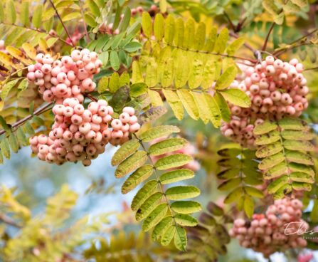 1321_9663_Sorbus_vilmorinii_vilmorini_pihlakas..jpg