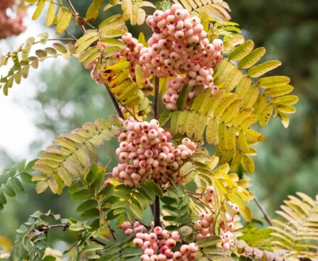 1321_9664_Sorbus_vilmorinii_vilmorini_pihlakas._2.jpg