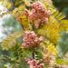 1321_9664_Sorbus_vilmorinii_vilmorini_pihlakas._2.jpg