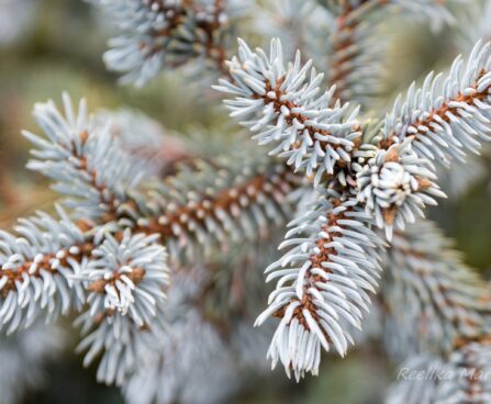 1335_6925_Picea_pungens_Hoto_.JPG