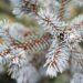1335_6925_Picea_pungens_Hoto_.JPG
