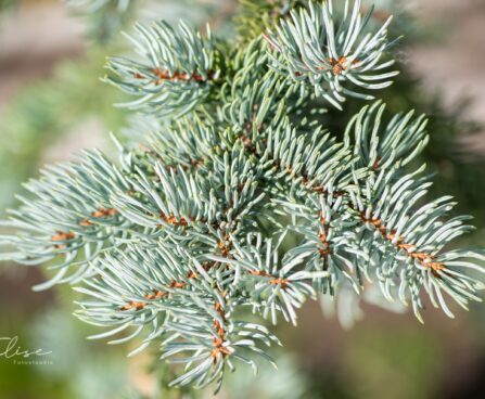 1335_9940_Picea_pungens_Hoto_torkav_kuusk_2.jpg