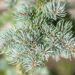 1335_9940_Picea_pungens_Hoto_torkav_kuusk_2.jpg