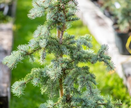 1335_9941_Picea_pungens_Hoto_torkav_kuusk.jpg