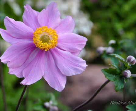 1336_4384_Anemone_hupehensis_Serenade1.jpg