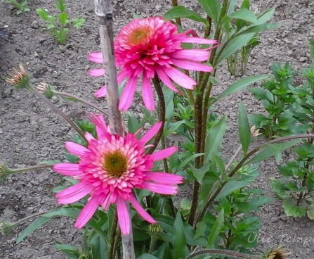 1348_7383_Echinacea_purpurea_Southern_Belle_siilkübar.JPG