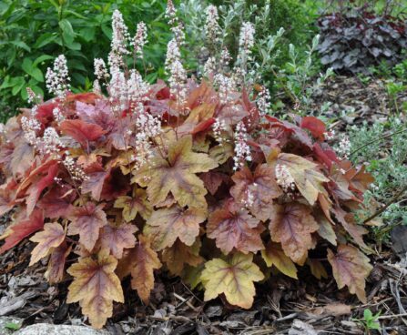 Heucherella pisipööris
