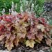 Heucherella pisipööris