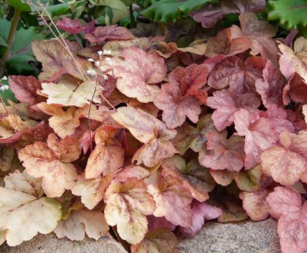 1364_7852_Heucherella_Brass_Lantern__2.JPG