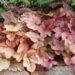 1364_7852_Heucherella_Brass_Lantern__2.JPG