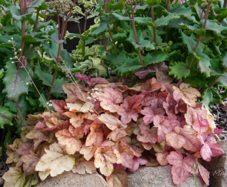 1364_7853_Heucherella_Brass_Lantern_.JPG