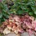 1364_7853_Heucherella_Brass_Lantern_.JPG