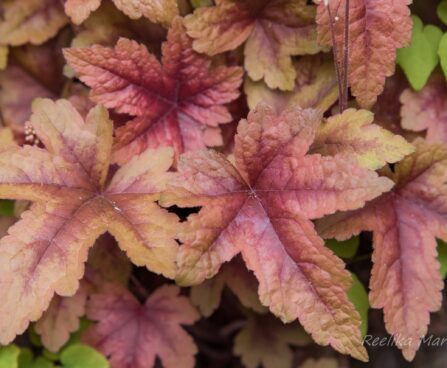 1364_8493_Heucherella_Brass_Lantern__3.JPG