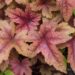 1364_8493_Heucherella_Brass_Lantern__3.JPG