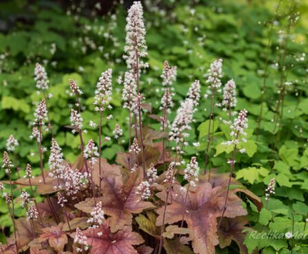 1364_8494_Heucherella_Brass_Lantern_.JPG
