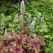 1364_8494_Heucherella_Brass_Lantern_.JPG