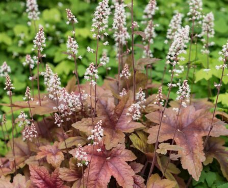 1364_8495_Heucherella_Brass_Lantern__2.JPG