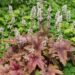 1364_8495_Heucherella_Brass_Lantern__2.JPG