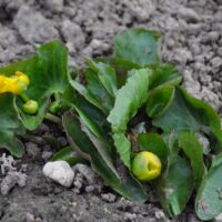 Caltha palustris `Multiplex` varsakabi