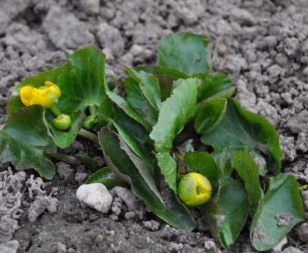 Caltha palustris `Multiplex` varsakabi