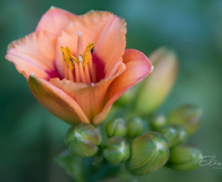 1405_9003_Hemerocallis_You_Angel_You_.JPG