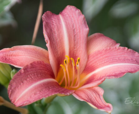 1407_9002_Hemerocallis_D_Challenger_.JPG