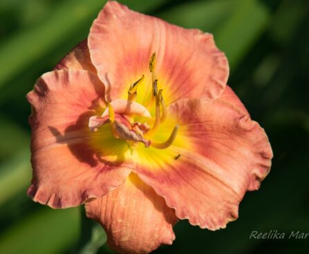 1410_6722_Hemerocallis_Rose_Corsage päevaliilia_.JPG