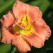 1410_6722_Hemerocallis_Rose_Corsage päevaliilia_.JPG