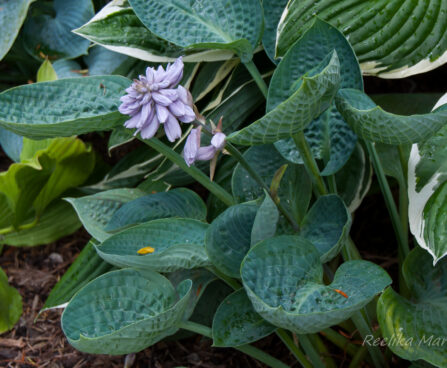 1421_5516_Hosta_Deep_Blue_Sea2.jpg