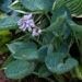 1421_5516_Hosta_Deep_Blue_Sea2.jpg