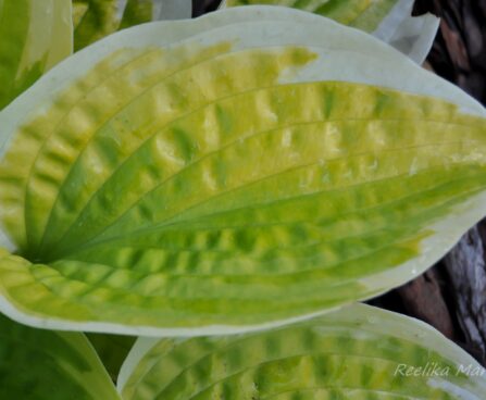 1428_4317_Hosta_Merry_Sunshine.jpg