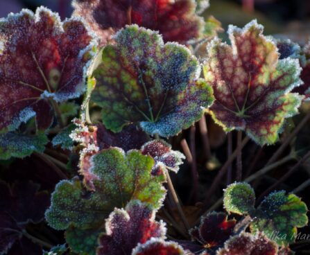 1440_4214_Heuchera_Colour_Beauty.jpg