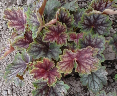 1440_7384_Heuchera_Beauty_Colour_.JPG