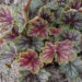 1440_7384_Heuchera_Beauty_Colour_.JPG