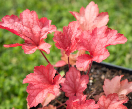 1447_8966_Heuchera_Rio_.JPG