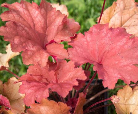 1447_8967_Heuchera_Rio__2.JPG