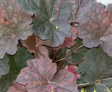 1449_7358_Heuchera_Mocha_3.JPG