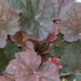 1449_7358_Heuchera_Mocha_3.JPG
