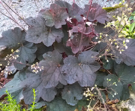 1449_7359_Heuchera_Mocha_4.JPG