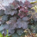 1449_7359_Heuchera_Mocha_4.JPG