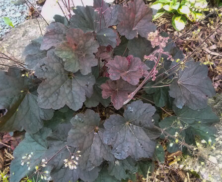 1449_7360_Heuchera_Mocha_5.JPG