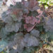 1449_7360_Heuchera_Mocha_5.JPG
