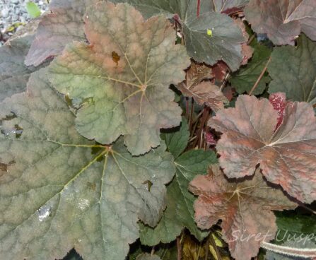 1449_7361_Heuchera_Mocha.JPG