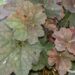 1449_7361_Heuchera_Mocha.JPG