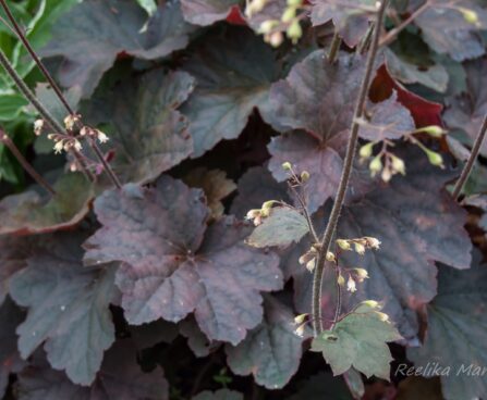 1449_7836_Heuchera_Mocha__3.JPG